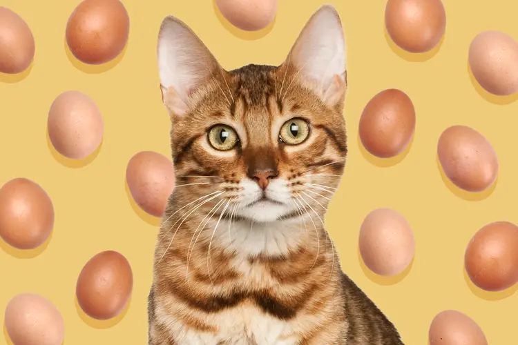 با 10 خاصیت فوق‌العاده "تخم‌ مرغ برای گربه‌" آشنا شوید!
