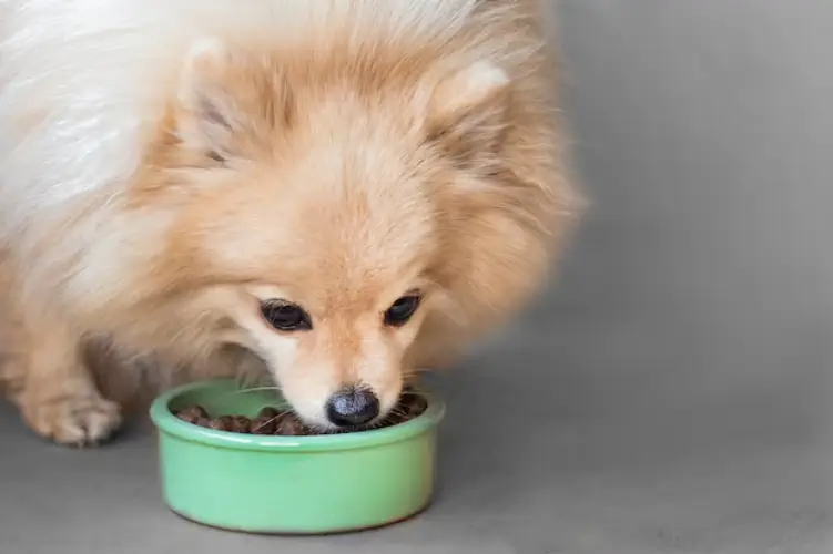 تغذیه سگ اشپیتز