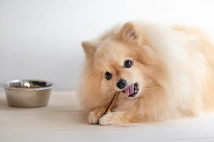سگ اشپیتز در حل غذا خوردن 