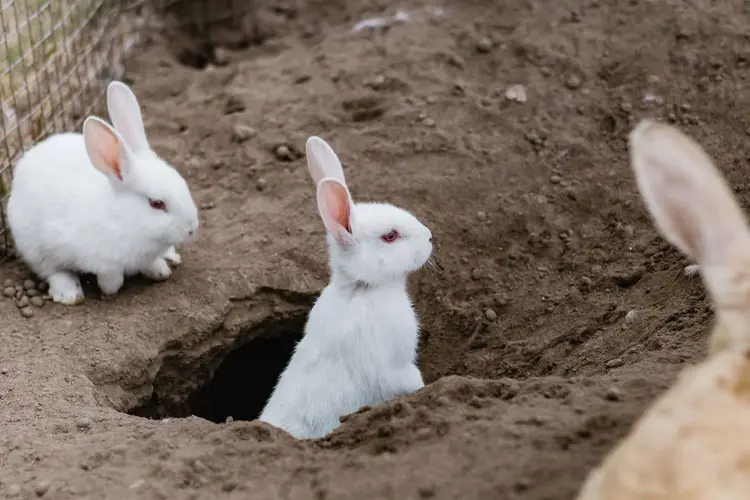 کندن زمین توسط خرگوش