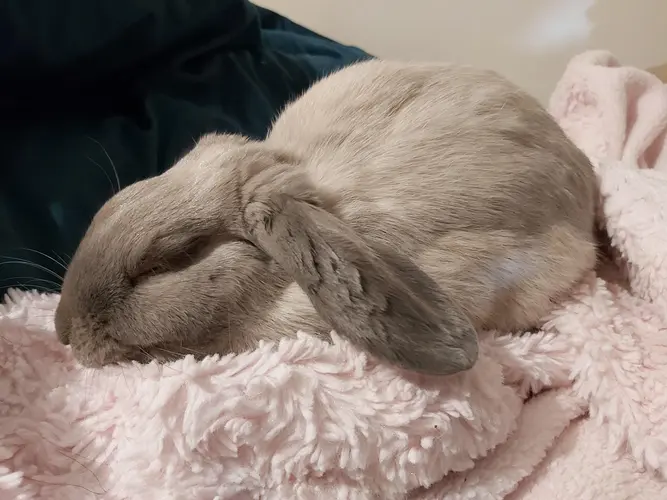 خوابیدن خرگوش 