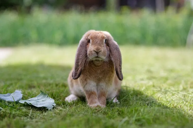 عکس خرگوش لوپ فرانسوی 