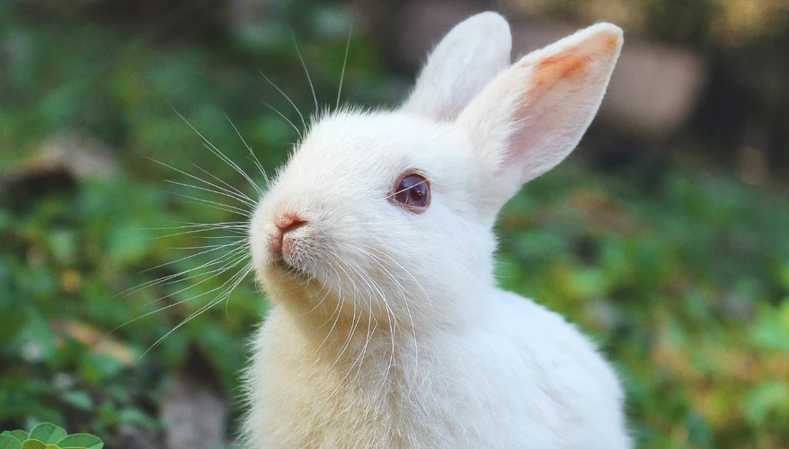 19 حرکت مهم از "زبان بدن خرگوش" که باید متوجه آن شوید!