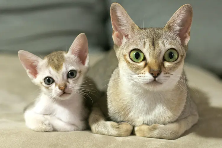 معرفی کامل "گربه سنگاپوری"| گربه‌ای کوچک با زادگاهی مجهول