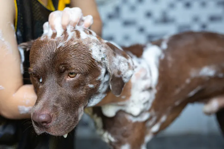 شستن سگ با شامپو 