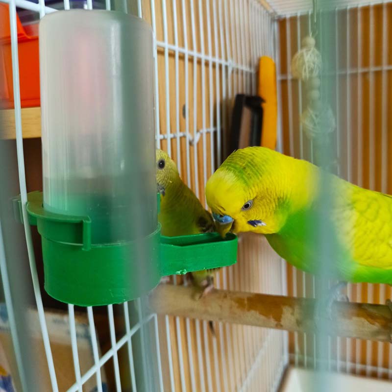 عکس آب خوردن پرنده در قفس 