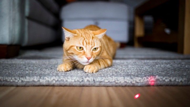 لیزر بازی با گربه