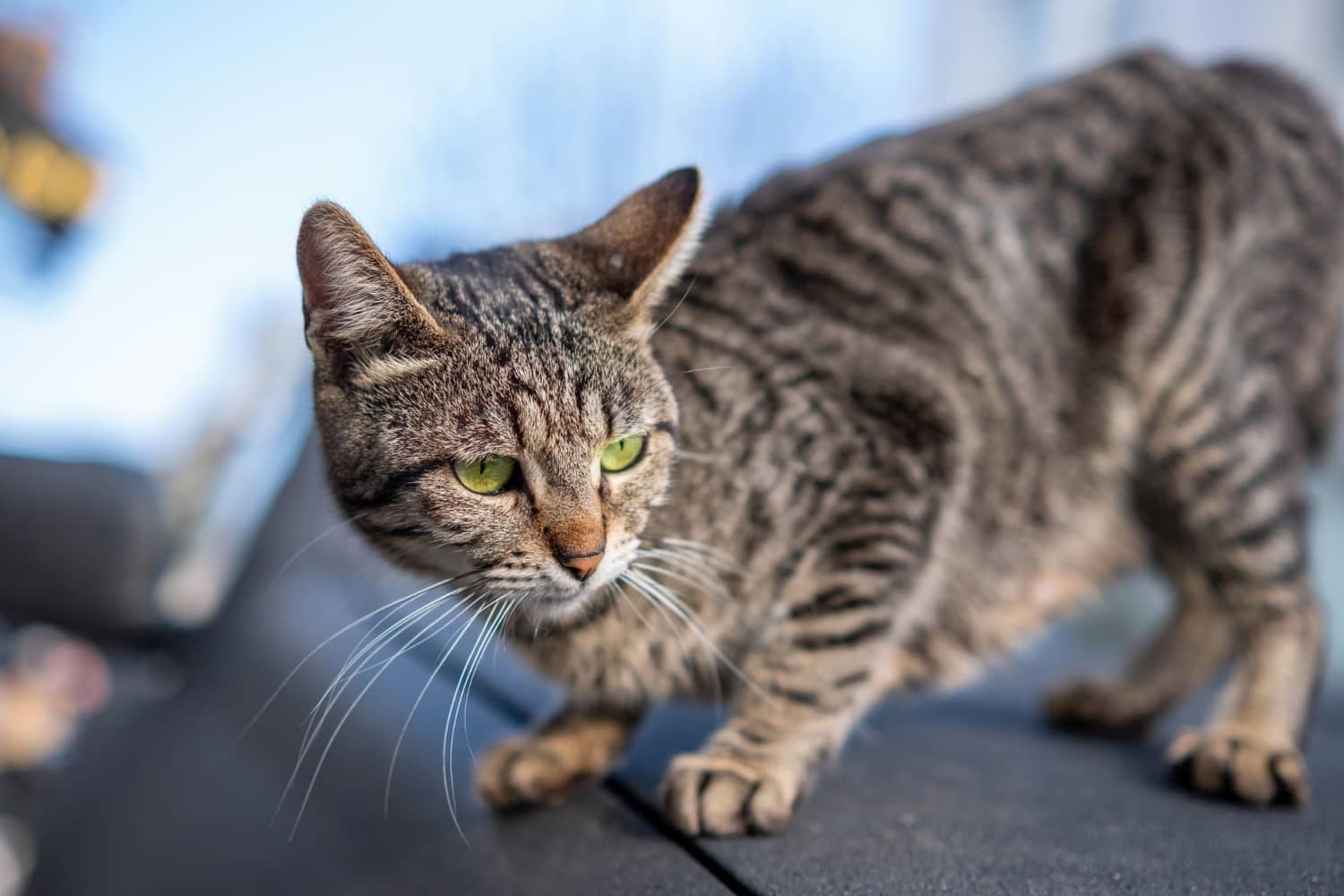 5 راه پیشگیری از "بیماری کلیوی در گربه" + علائم و راه درمان