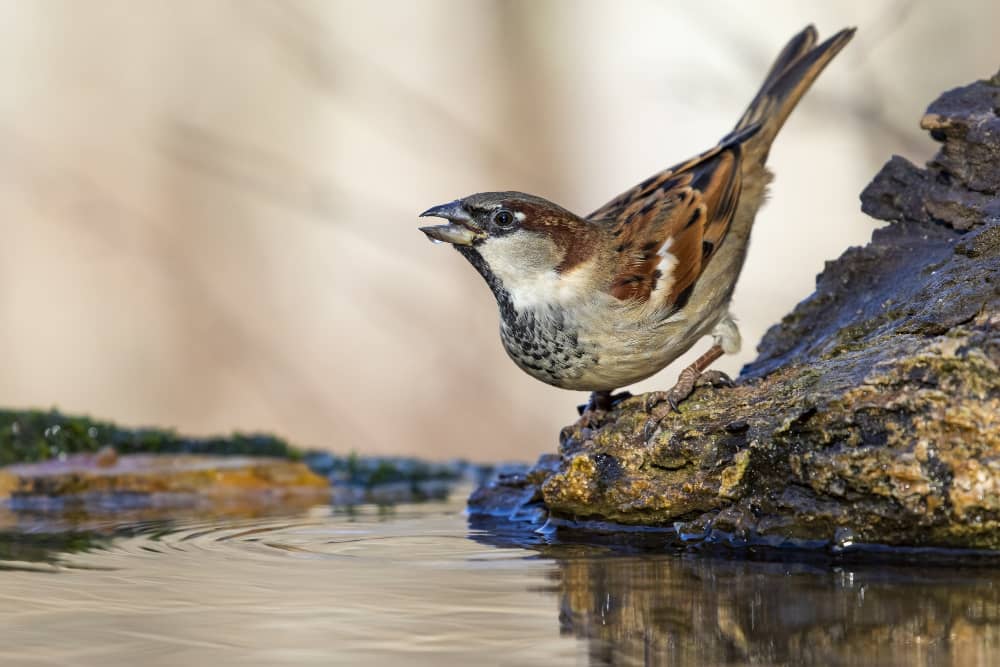 عکس آب خوردن پرنده