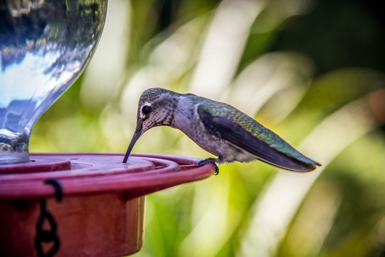 عکس آب خوردن پرنده 