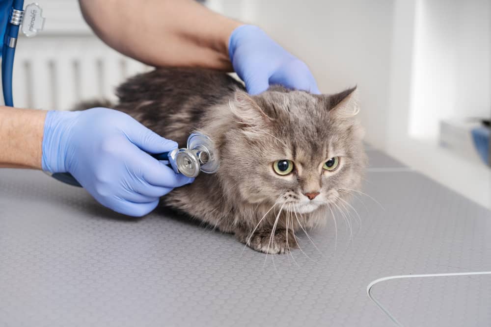 درمان بیماری کلیوی در گربه 