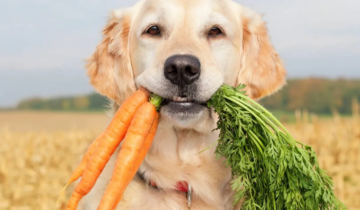هویج برای سگ مفید است یا نه؟