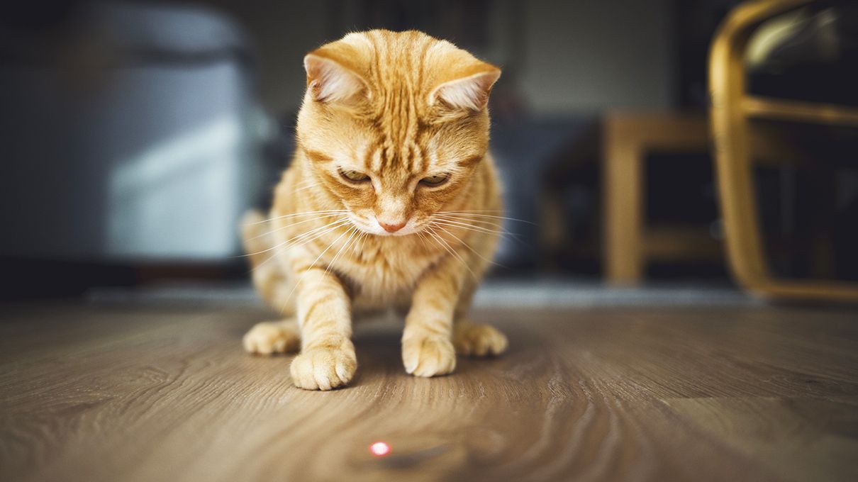 گربه در حال بازی کردن با لیزر 