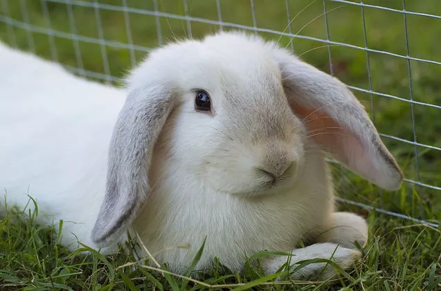 عکس خرگوش لوپ سفید 