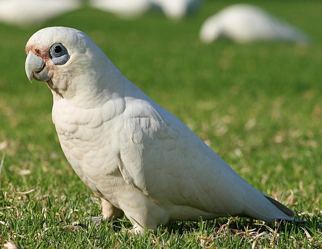 عکس طوطی کاکادو چشم برهنه