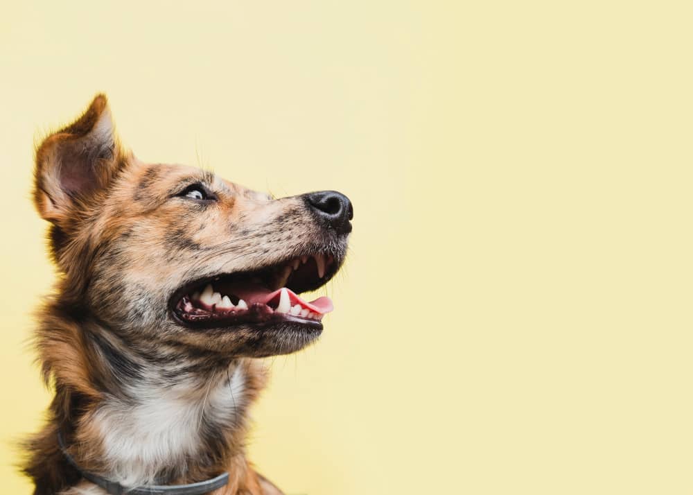 11 "بیماری تنفسی در سگ‌ها" + (راه‌های تشخیص، درمان، پیشگیری)