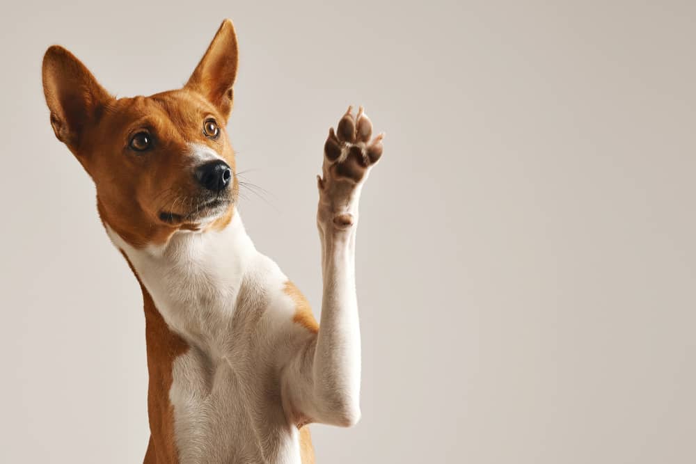 9 راه مراقبت از "پنجه سگ" | (اثر انگشت مخصوص سگ‌ها)