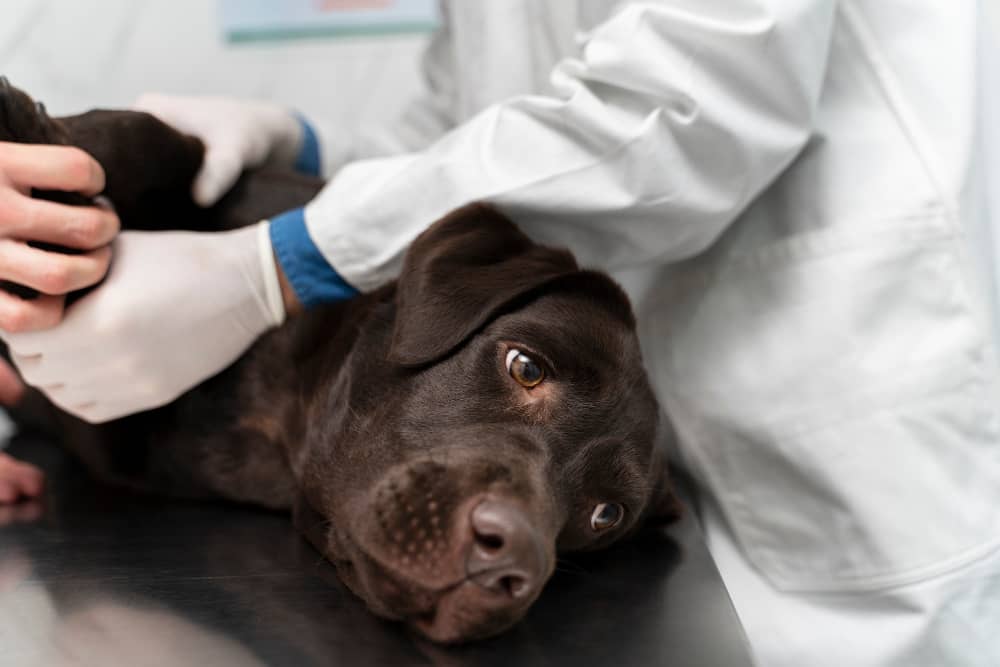درمان بیماری کلیوی سگ