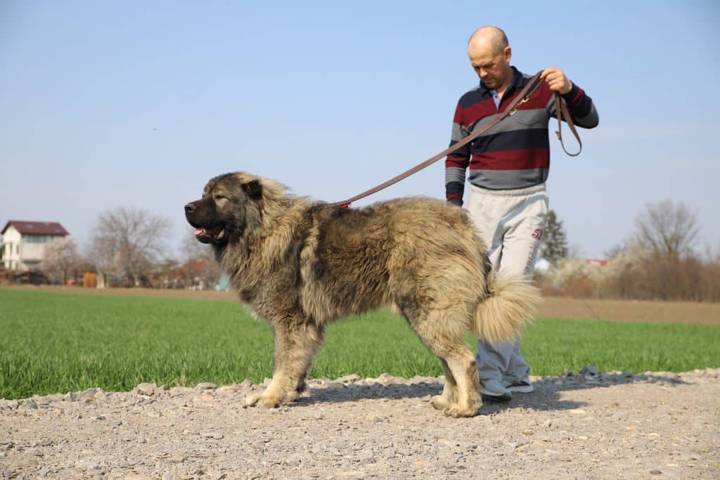 عکس سگ قفقازی