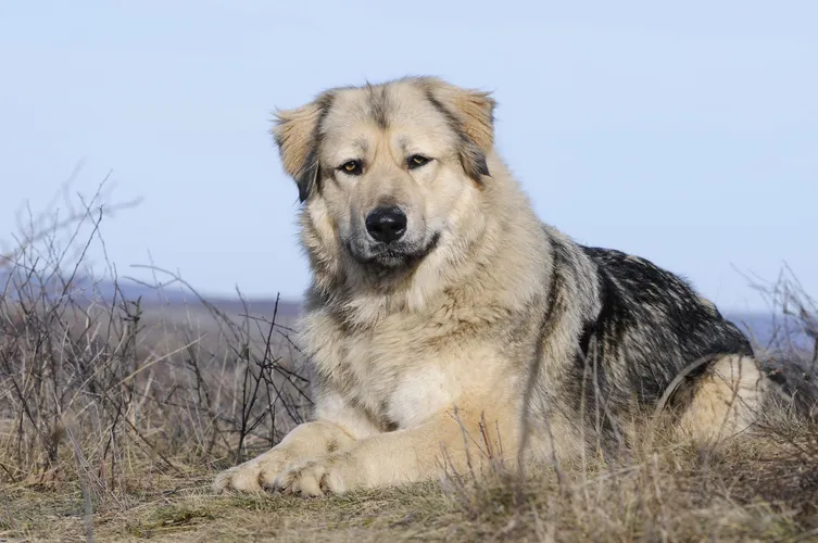 عکس سگ قفقازی