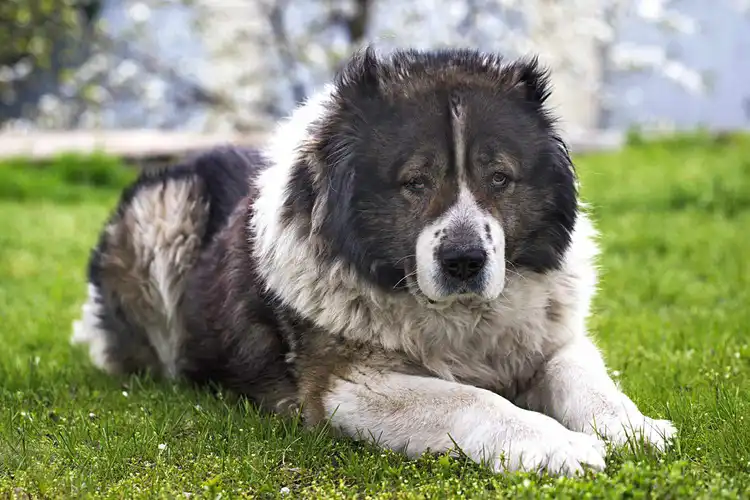 عکس سگ قفقازی 