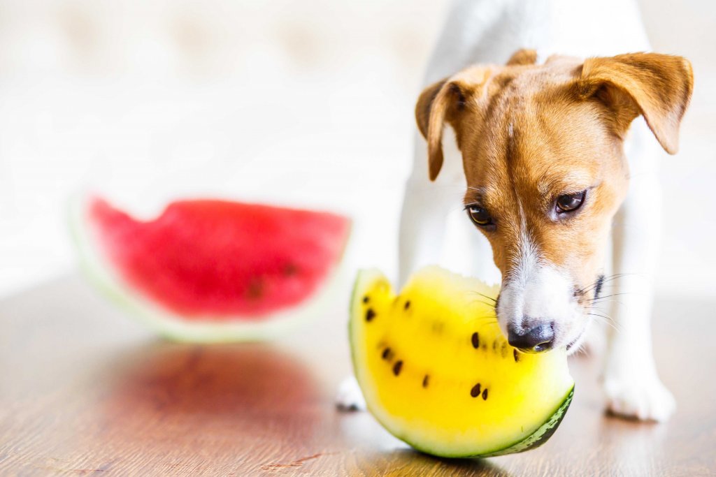 فواید و خطرات «هندوانه برای سگ» و روش مصرف آن