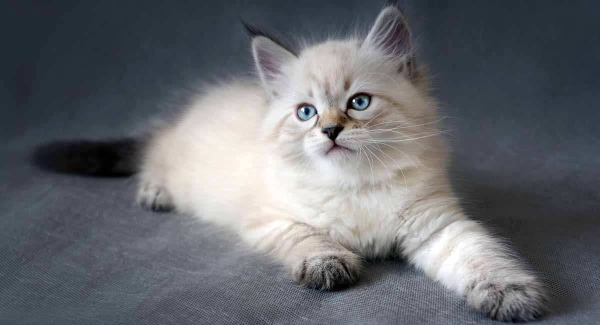 عکس بچه گربه سیبرین