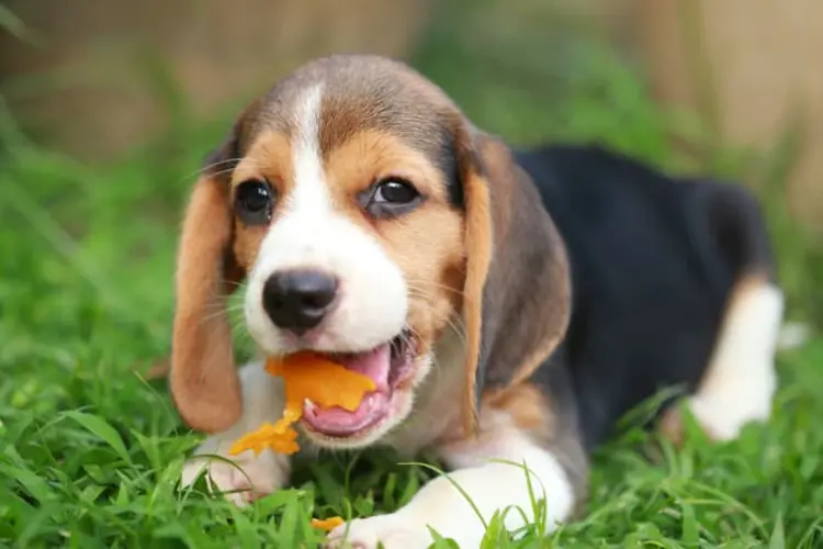 خوردن زردآلو برای سگ