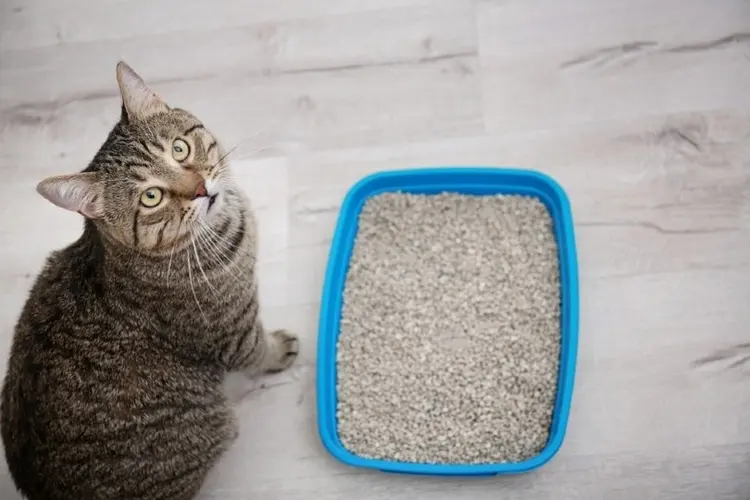 علت دستشویی نکردن گربه در خاک