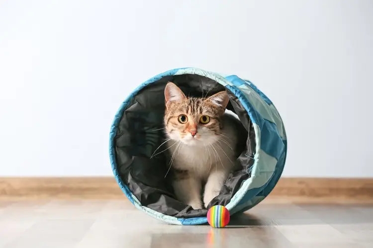 عکس تونل بازی گربه
