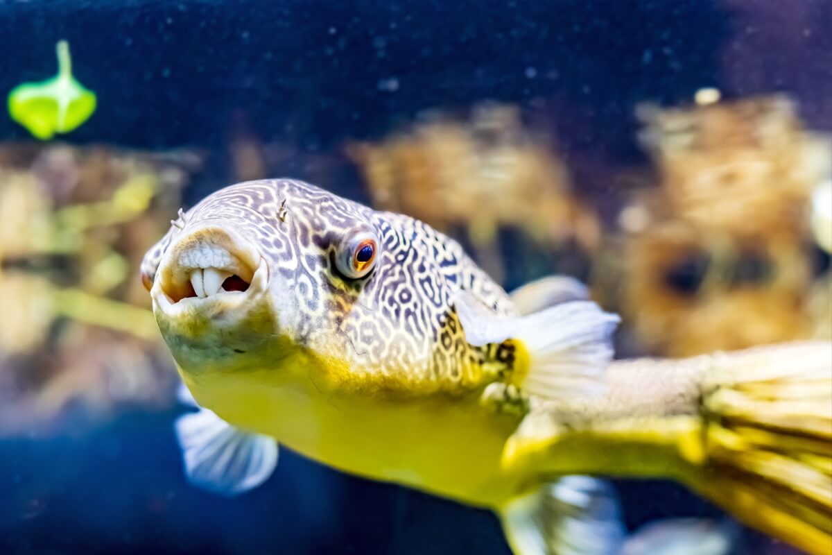 عکس دندان ماهی پافر 
