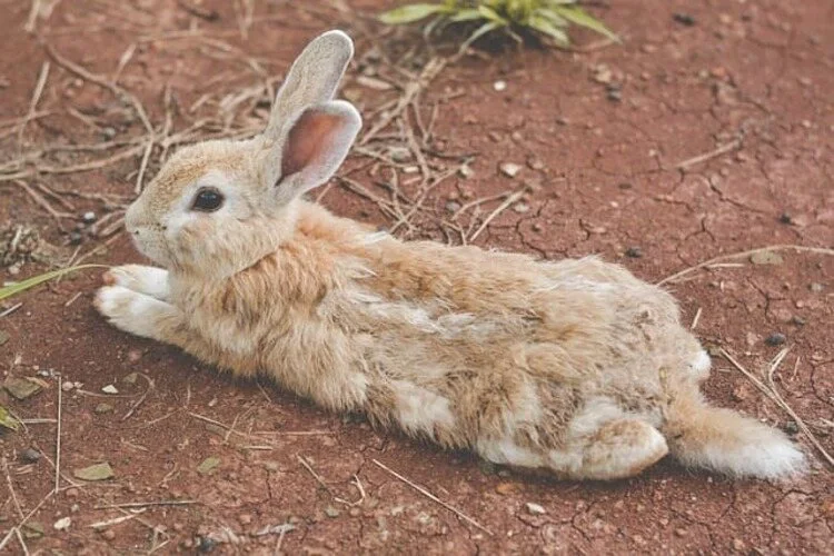 تصویر بیماری خرگوش