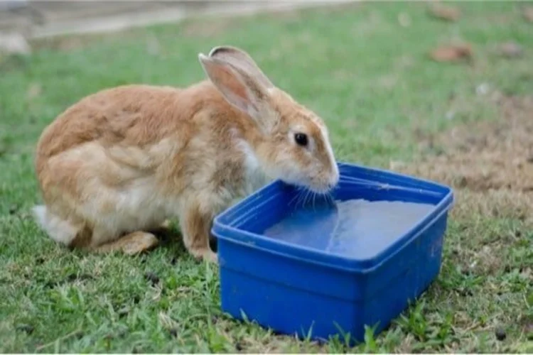 بیماری خرگوش