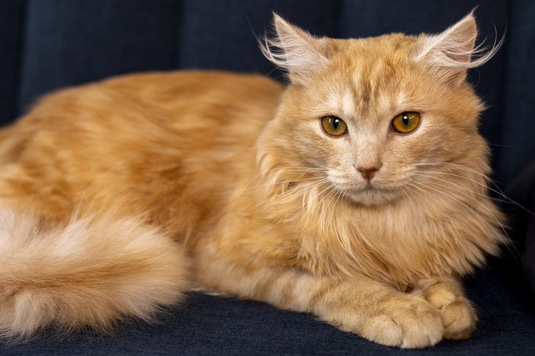 عکس گربه نژاد سیبرین