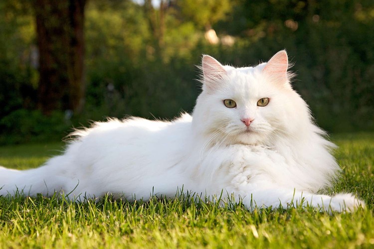 عکس گربه سیبری سفید 