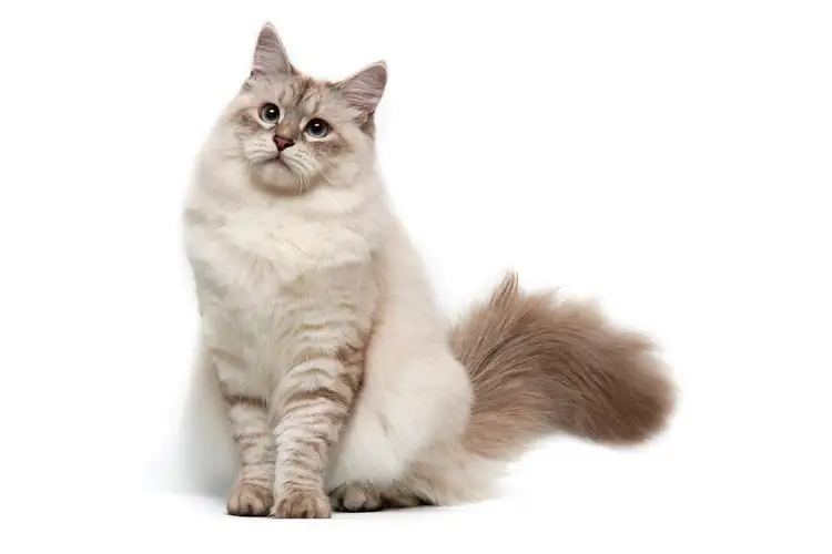 عکس گربه سیبرین