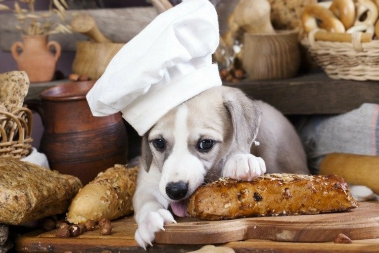 نان برای سگ