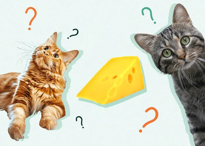 پنیر برای گربه خوب است