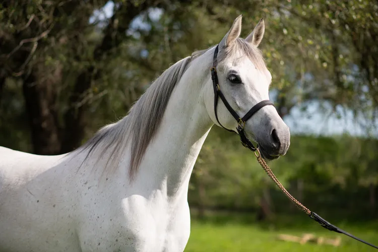 اسب عربی