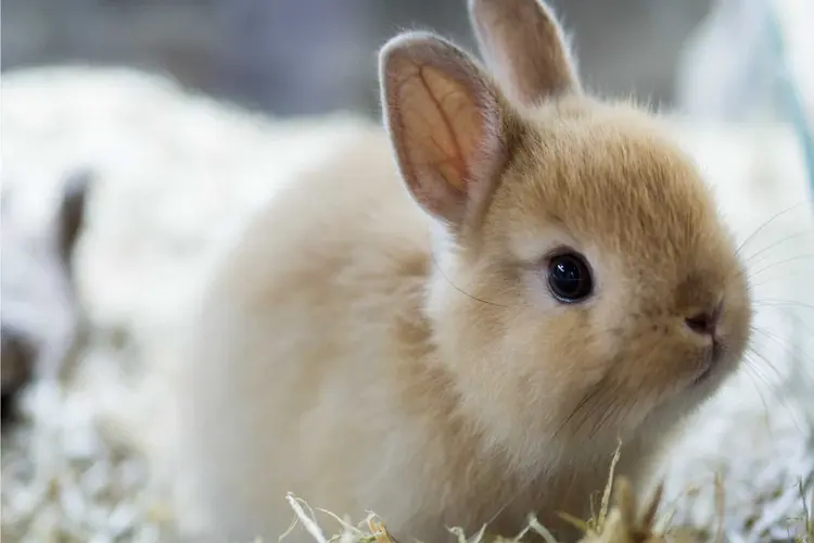 عکس خرگوش مینیاتوری