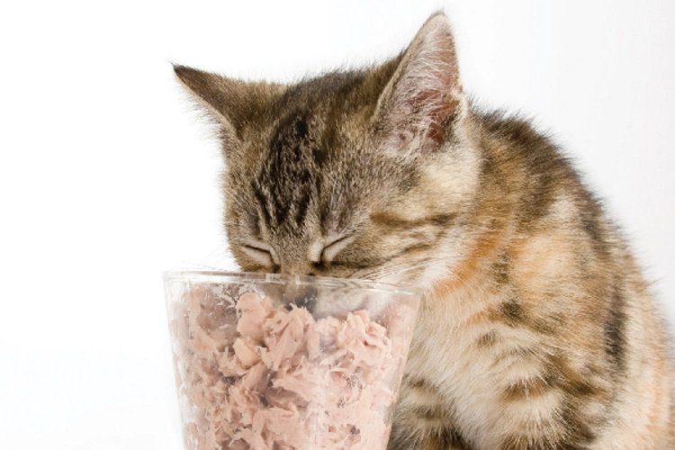 غذای مضر برای گربه