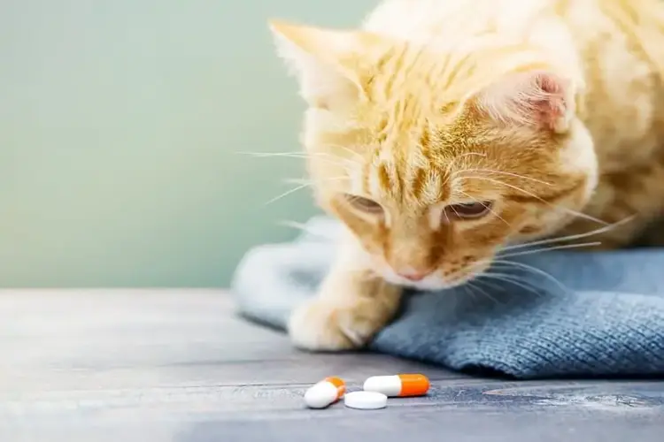 تصویر آنتی بیوتیک برای گربه