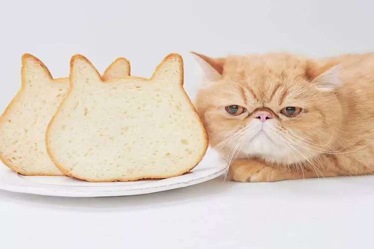 نان برای گربه