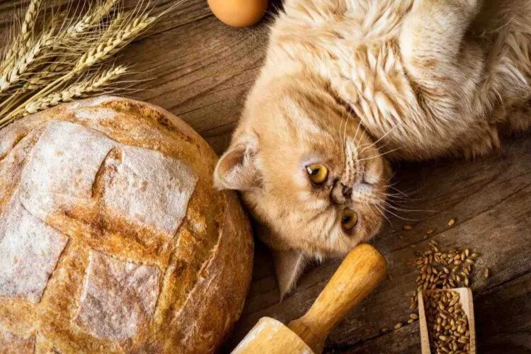 نان برای گربه