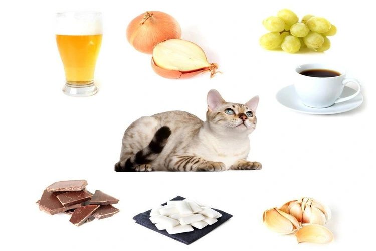غذای مضر برای گربه