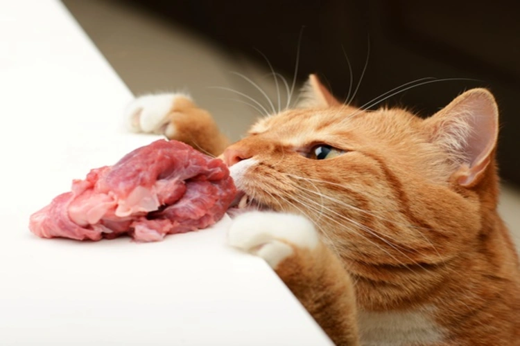 تصویر غذای مضر برای گربه