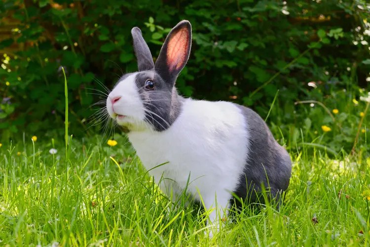 7 دلیل برای عقیم کردن خرگوش نر و ماده | (فواید + معایب)