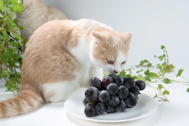 عکس غذای مضر برای گربه