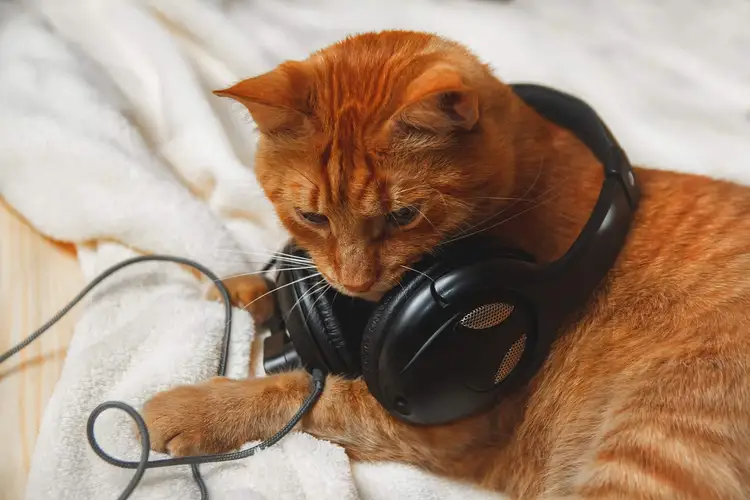آهنگ برای گربه