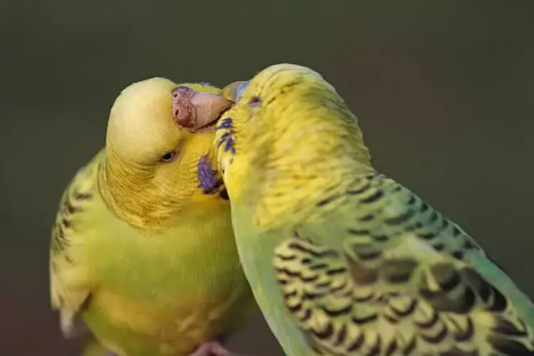 عکس انواع مرغ عشق